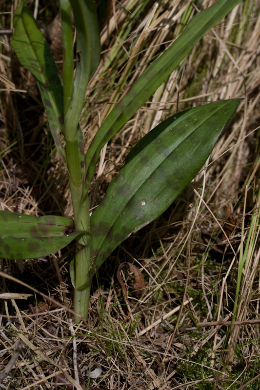 fuchsii-2.jpg