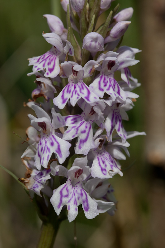fuchsii-3.jpg