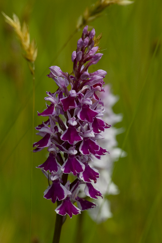 DSC_0043.jpg