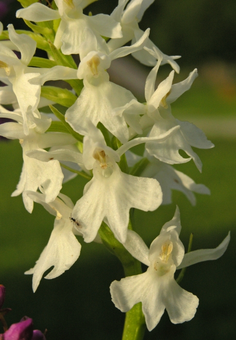 D. fuchsii candidissima Seewiesen 3-7-05 (2).jpg