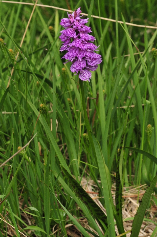 Herschaalde kopie van Heideorchis.jpg
