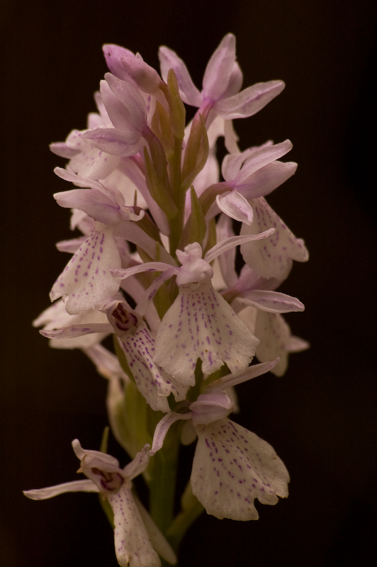 DSC_0230.jpg