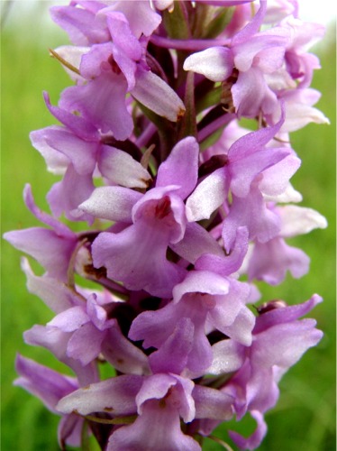 Gymnadenia.jpg