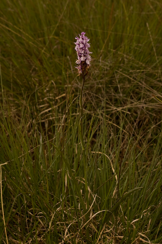 DSC_0077.jpg