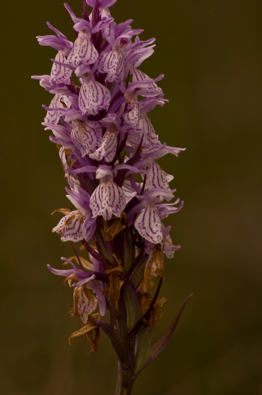 DSC_0078.jpg