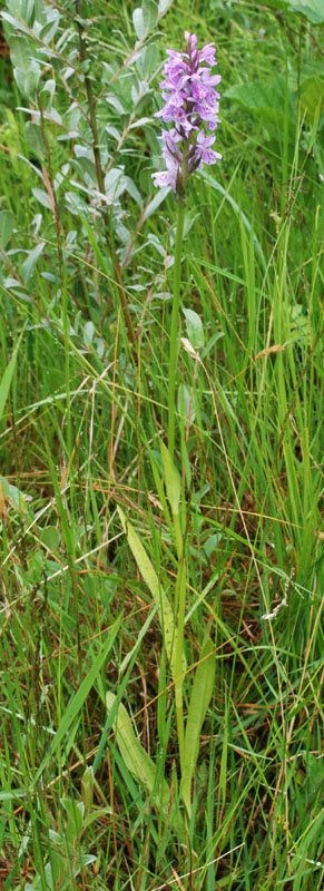 Volledige plant, rietorchis?